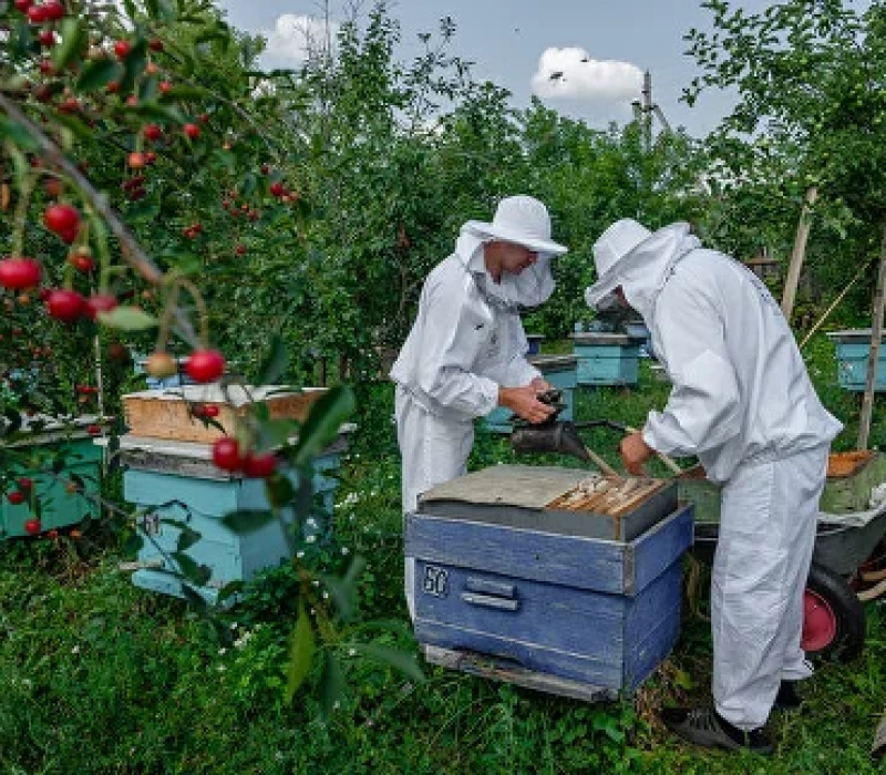 Заглянем в улей